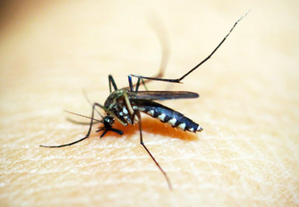 Rimedi bio per proteggersi dalle zanzare